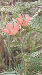 Sphaeralcea miniata