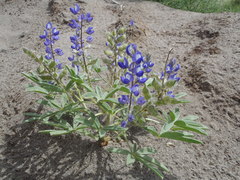 Lupinus pusillus intermontanus
