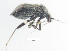 Charagochilus