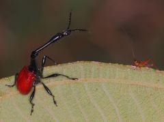 Trachelophorus giraffa