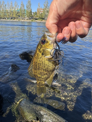 Rock bass (Ambloplites rupestris) — Centrarchidae — 3