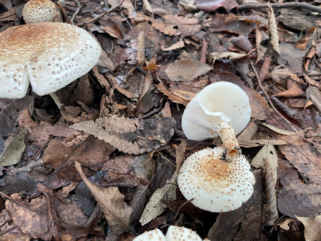 Echinoderma asperum · September 2025 · photo: © bios_biota (iNaturalist, cc0)