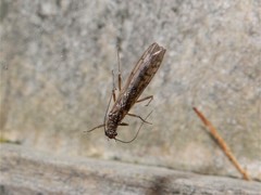 Zelandobius