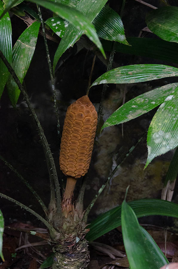 Zamia neurophyllidia