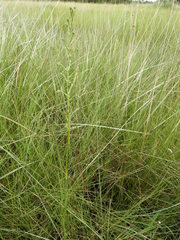 Habenaria cataphysema