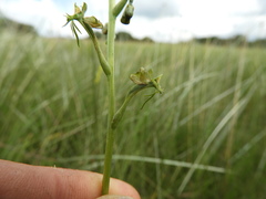 Habenaria cataphysema