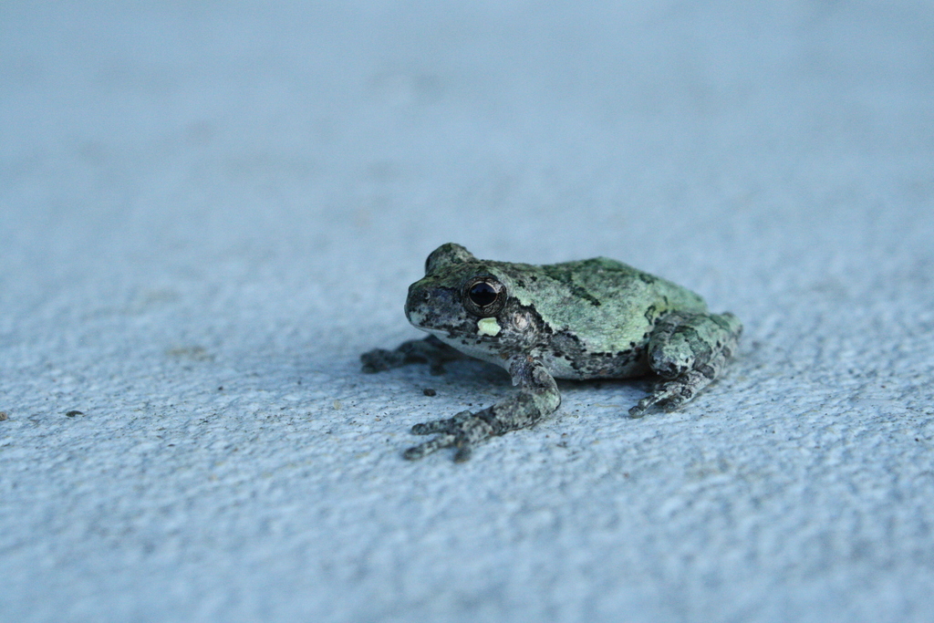 Gray Treefrog Species Complex from Colorado County, TX, USA on ...