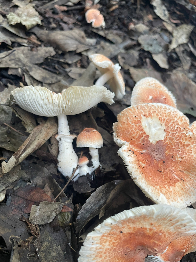 Leucoagaricus rubrotinctus · September 2025 · photo: © bios_biota (iNaturalist, cc0)
