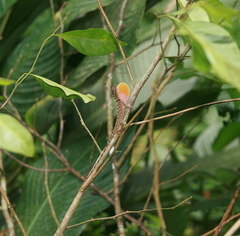 Anolis tolimensis