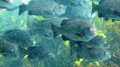 Girella elevata