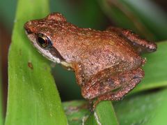 Gephyromantis enki