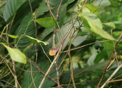 Anolis tolimensis