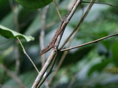 Anolis tolimensis