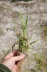 Panicum voeltzkowii