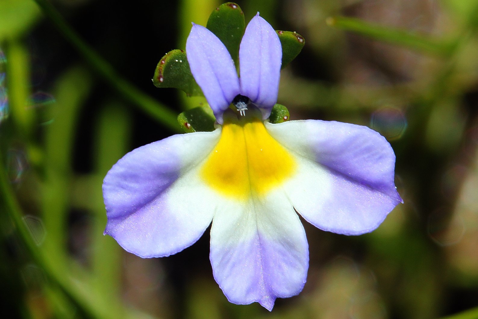 Downingia cuspidata