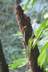 Basiliscus galeritus