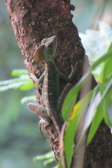 Basiliscus galeritus