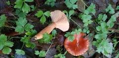 Lactarius luculentus