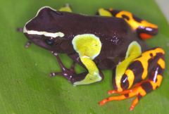 Mantella baroni