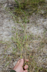 Panicum voeltzkowii