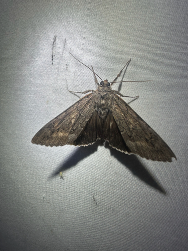 Obscure Underwing (Catocala obscura)