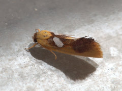 Aristeis hepialella