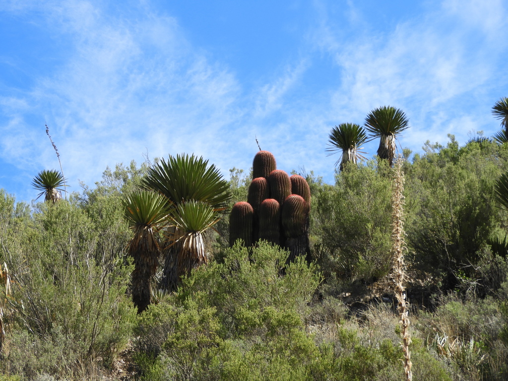 Ferocactus pilosus, Mexico