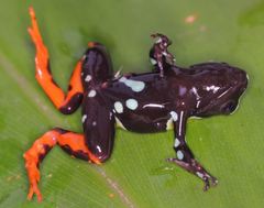 Mantella baroni