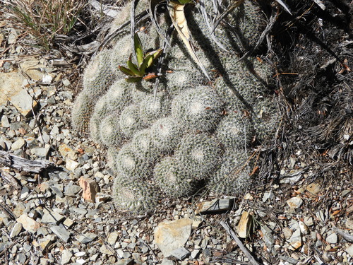 Mammillaria formosa