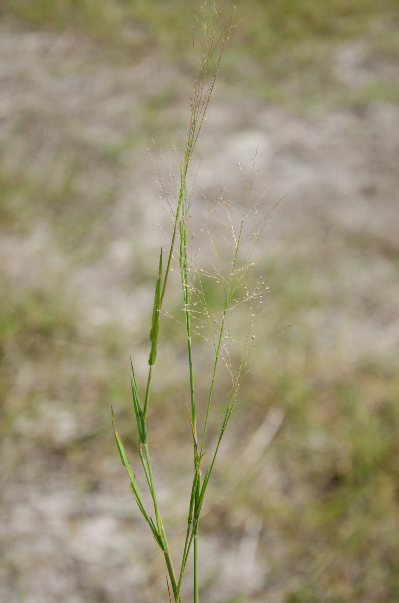 (c) Ehoarn Bidault, certains droits réservés (CC BY-NC) https://www.inaturalist.org/observations/36075630