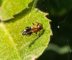 Phymatodes obliquus