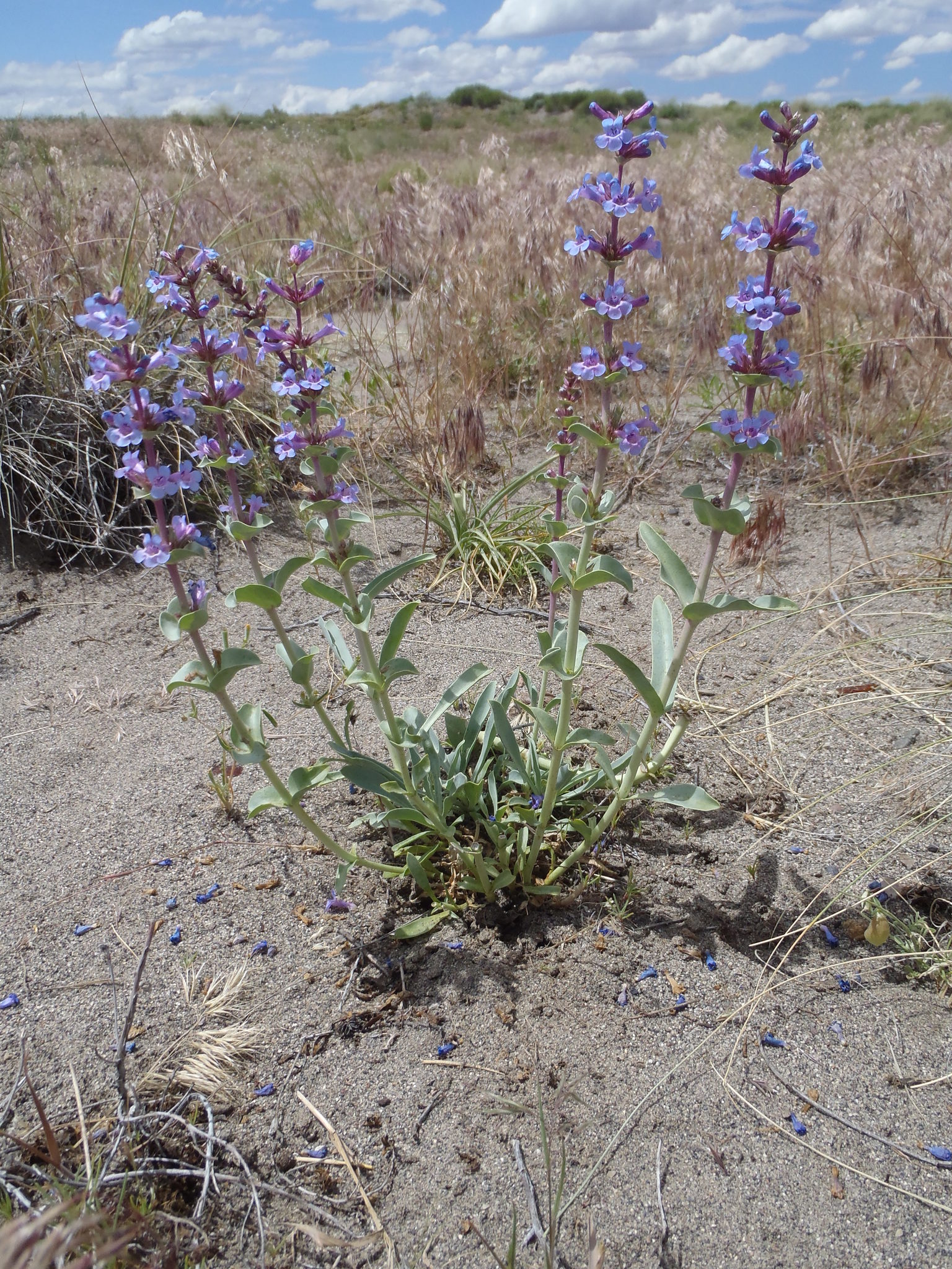 Penstemon acuminatus