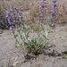 Penstemon acuminatus - Photo (c) Bruneau Dunes State Park, algunos derechos reservados (CC BY-NC), subido por Bruneau Dunes State Park