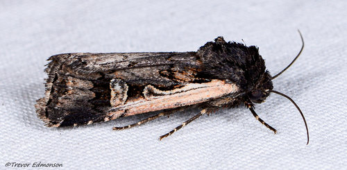 Photo of The Relic (Dichagyris reliqua)