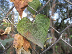 Dioscorea galeottiana