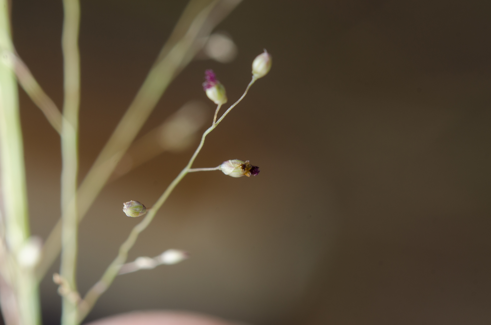 (c) Ehoarn Bidault, certains droits réservés (CC BY-NC) https://www.inaturalist.org/observations/36075630