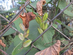 Dioscorea galeottiana