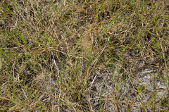 Panicum voeltzkowii