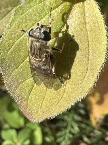 Unknown species found near Missoula County, US-MT, US