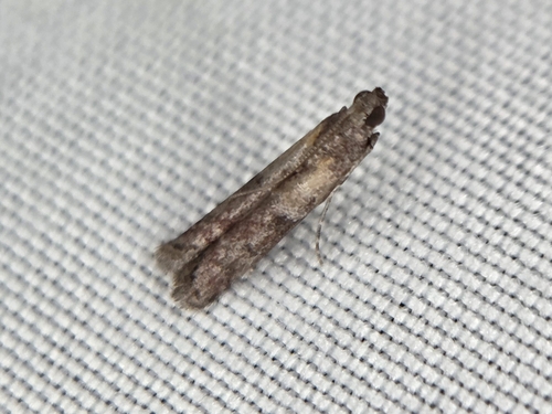 Reddish Ephestiodes Moth photo 3