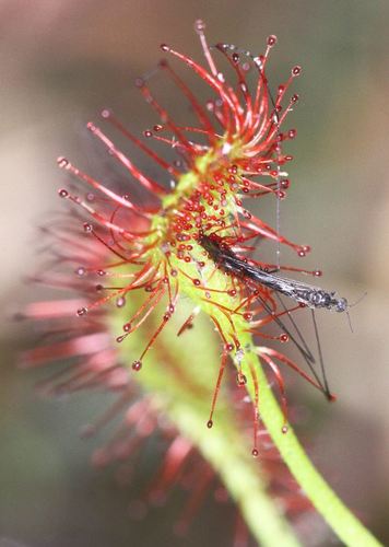 Madagascar Sundew