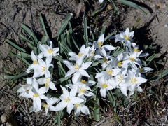 Leucocrinum montanum