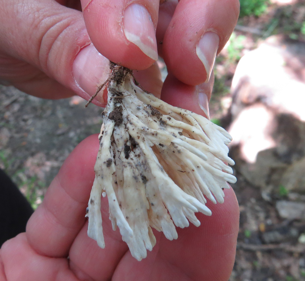Tremellodendron pallidum image