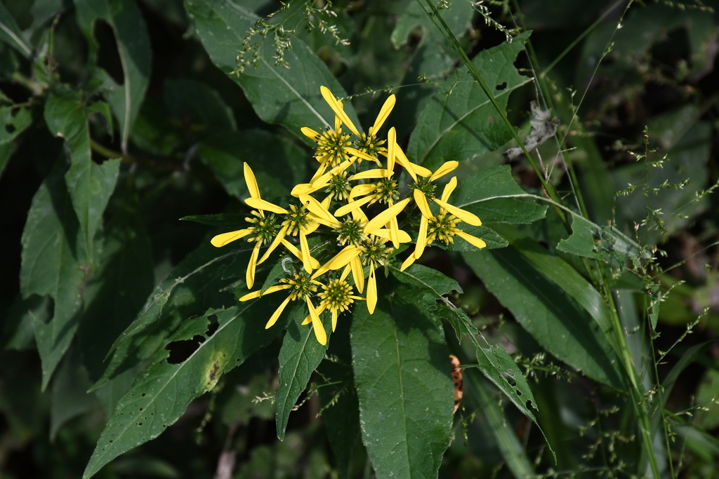 Wingstem Dead Wingstem from Cecil County, MD, USA on September 20, 2025 at 04:38 PM ...