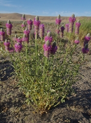Dalea ornata