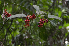 Sorocea