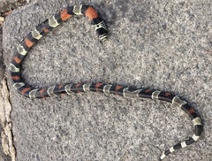 Lampropeltis micropholis