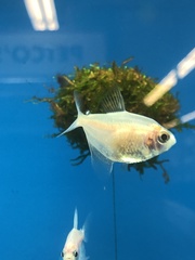 Gymnocorymbus ternetzi