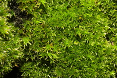 Orthotrichum diaphanum
