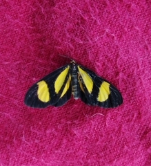 Lepidoptera